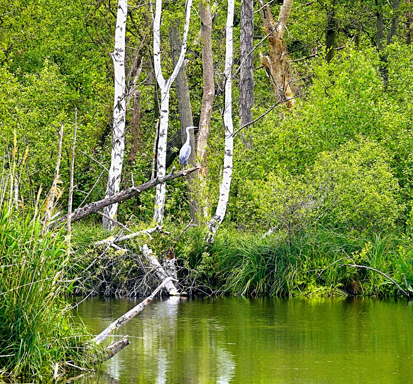 Landschaft mit Birtken und Graureiher