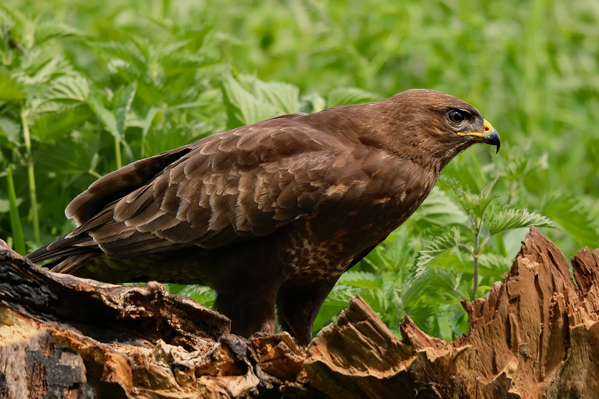 Mäusebussard