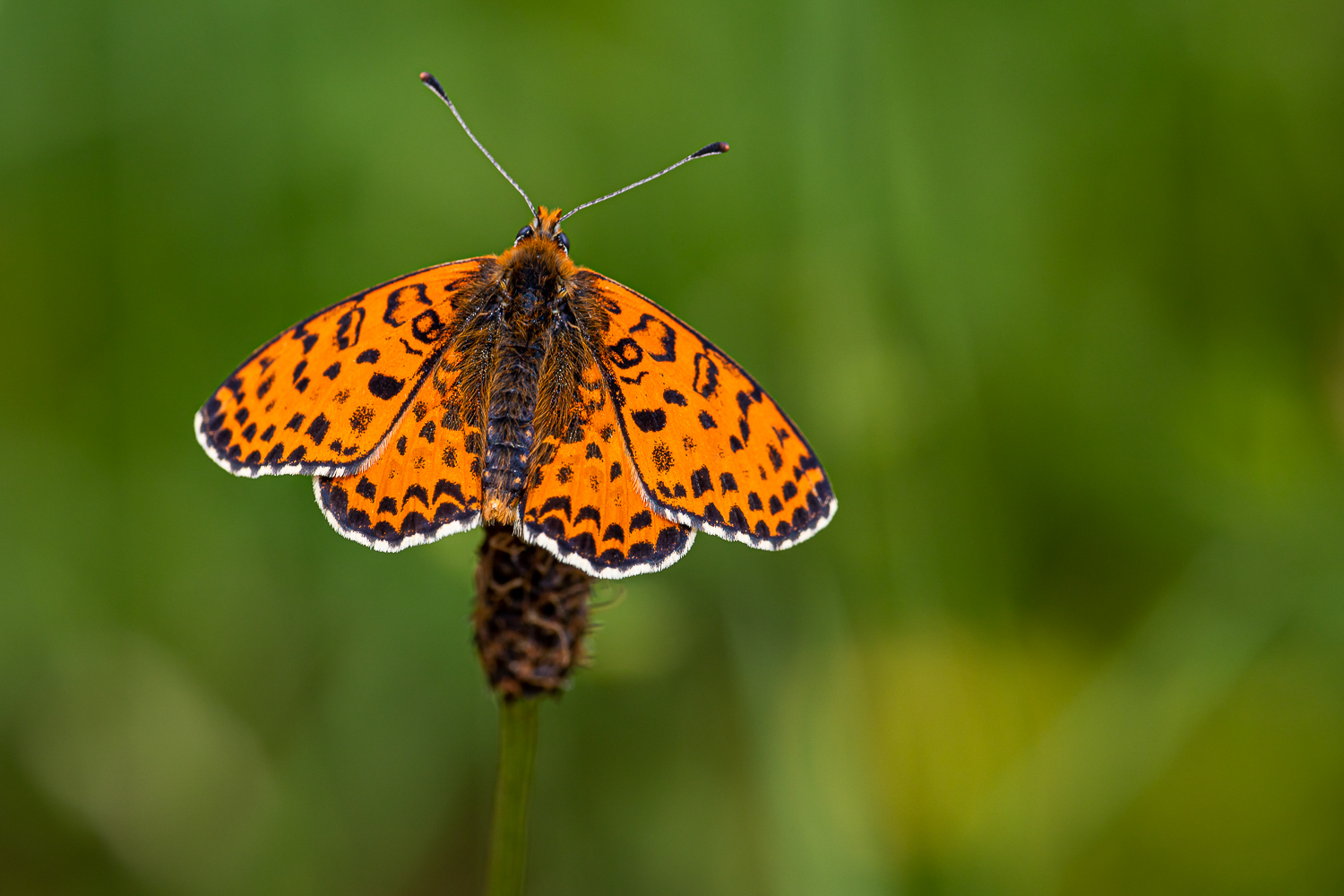 Roter Scheckenfalter