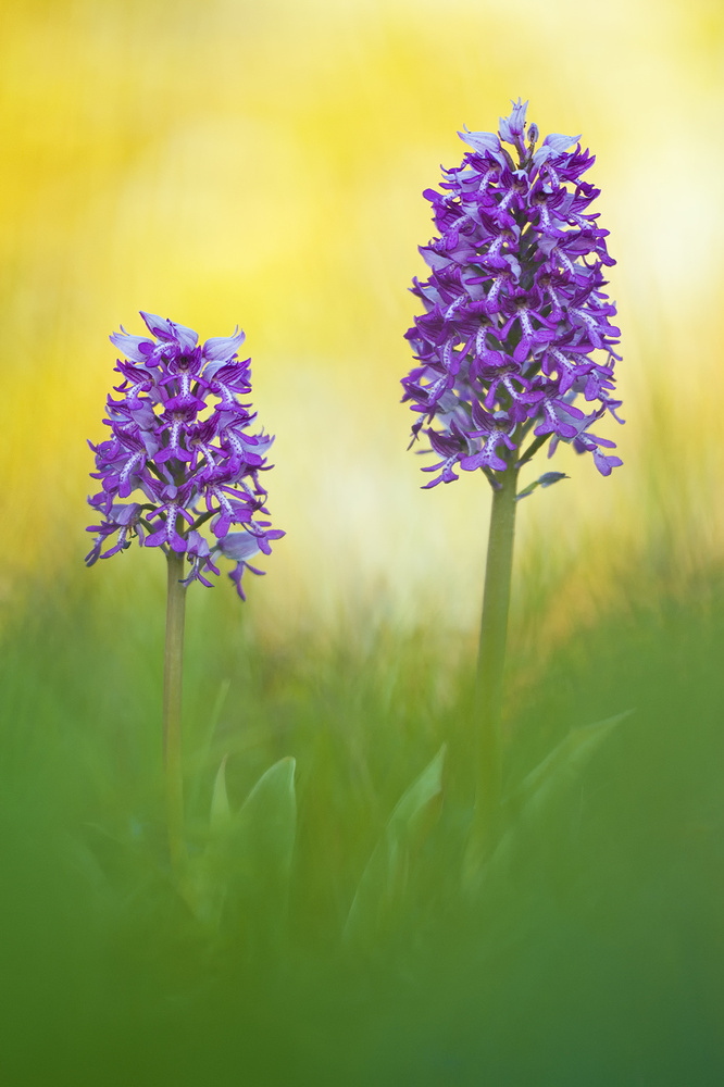 TauWiese (Forum für Naturfotografen)