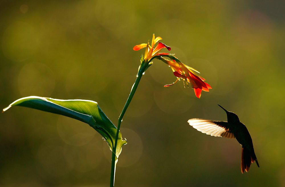 Blauer Gabelschwanzkolibri  (Eupetomena macroura)