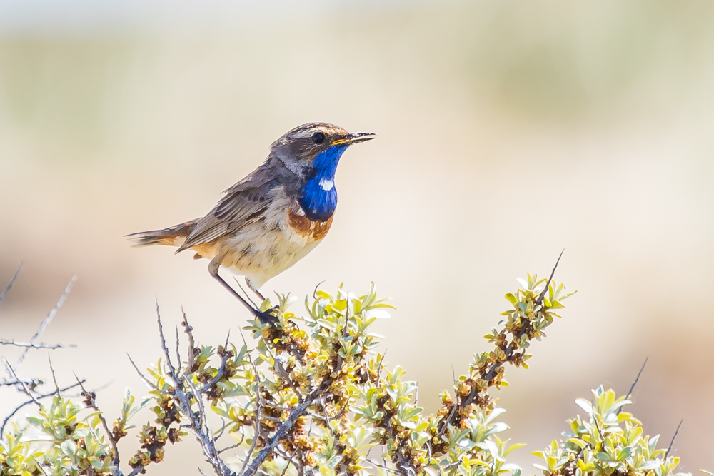 Blaukehlchen