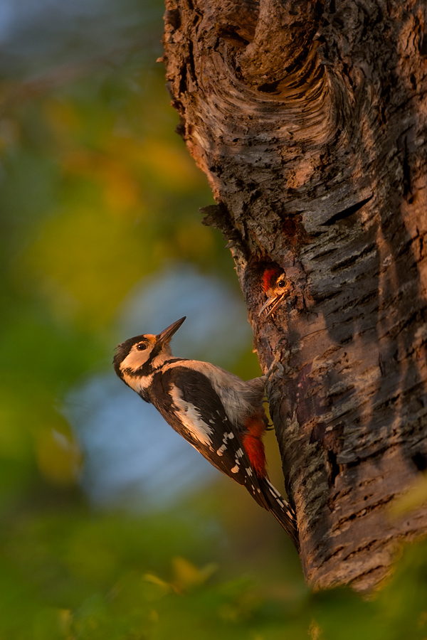 Der alte Kirschbaum