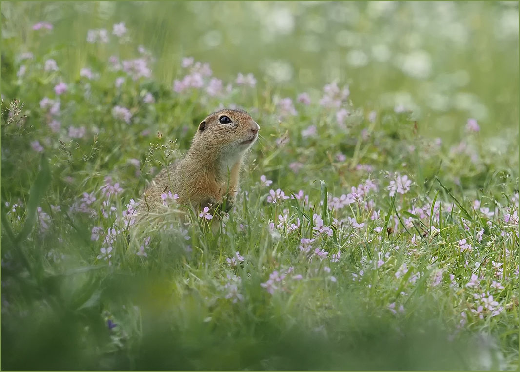 *....in der Plümchenwiese....*