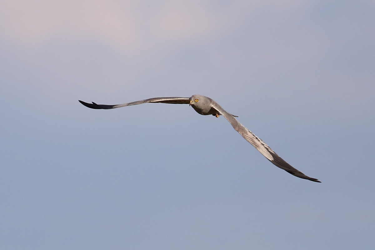 In Anflug