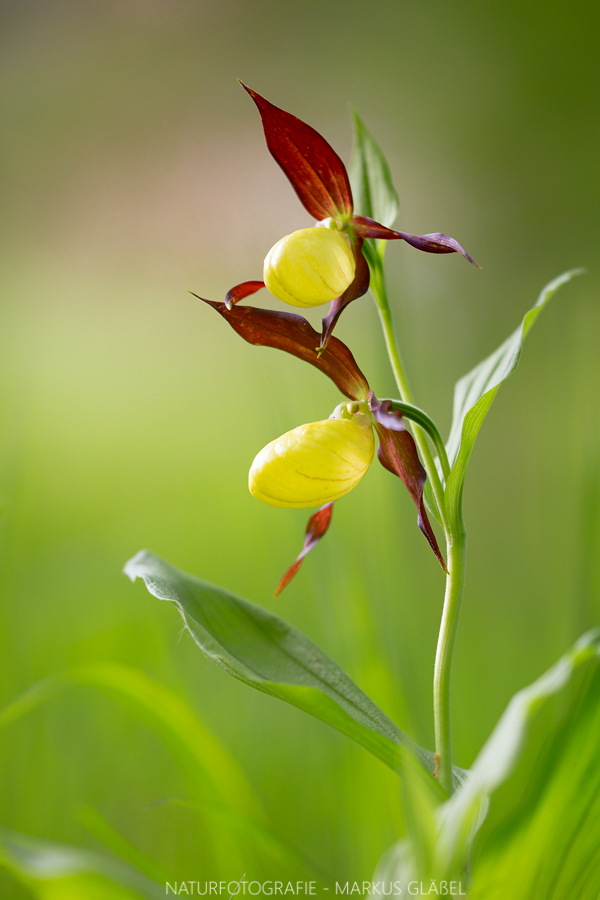 Gelber Frauenschuh (Cypripedium calceolus)