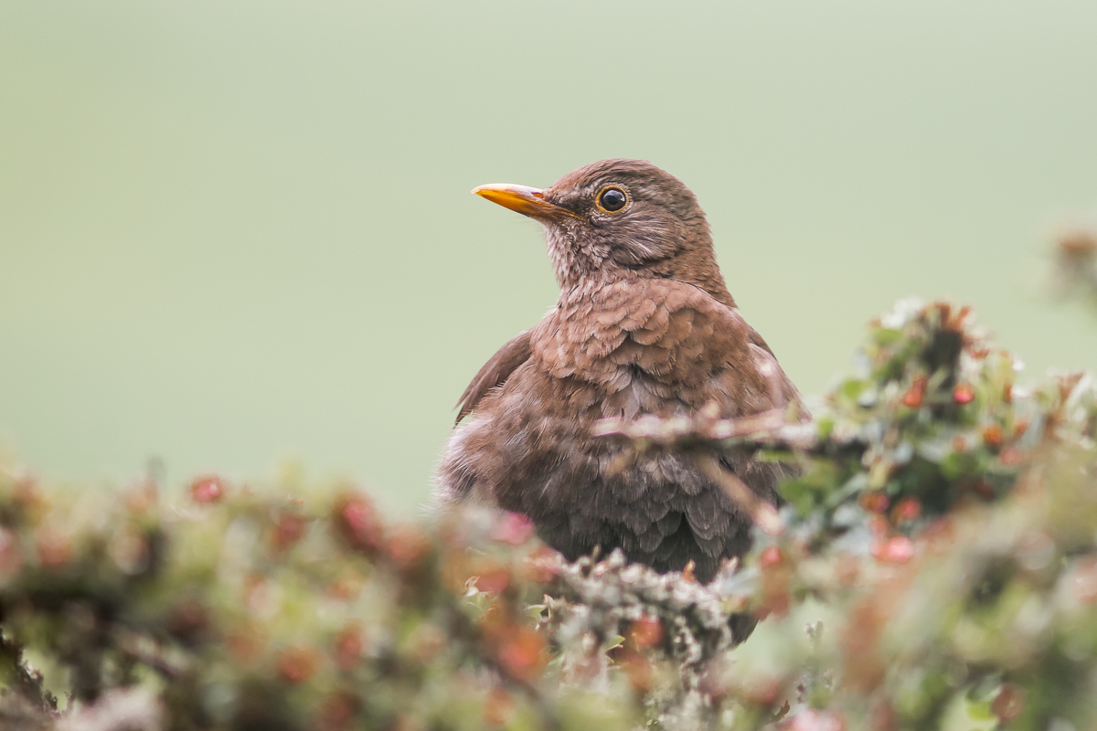 Frau Amsel im Gebüsch