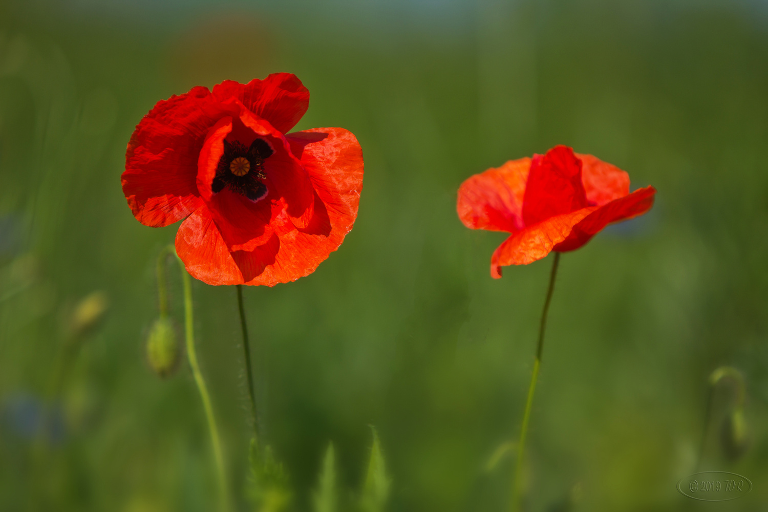 Klatschmohn