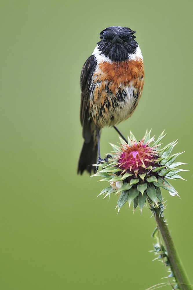Sir Stonechat the First