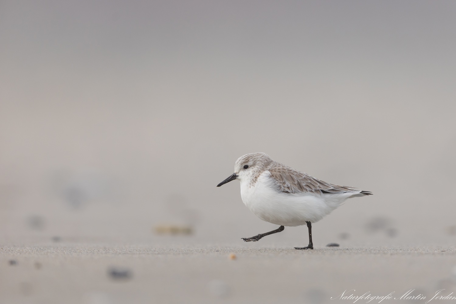 Sanderling