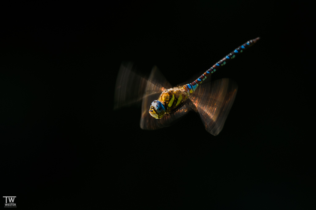 Goldene Flügel