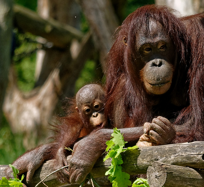 Kleine Familie