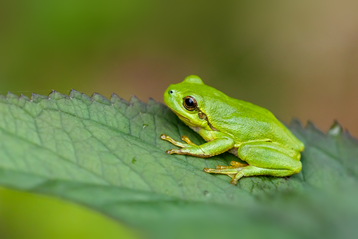 Laubfrosch im Grünen (Forum für Naturfotografen)