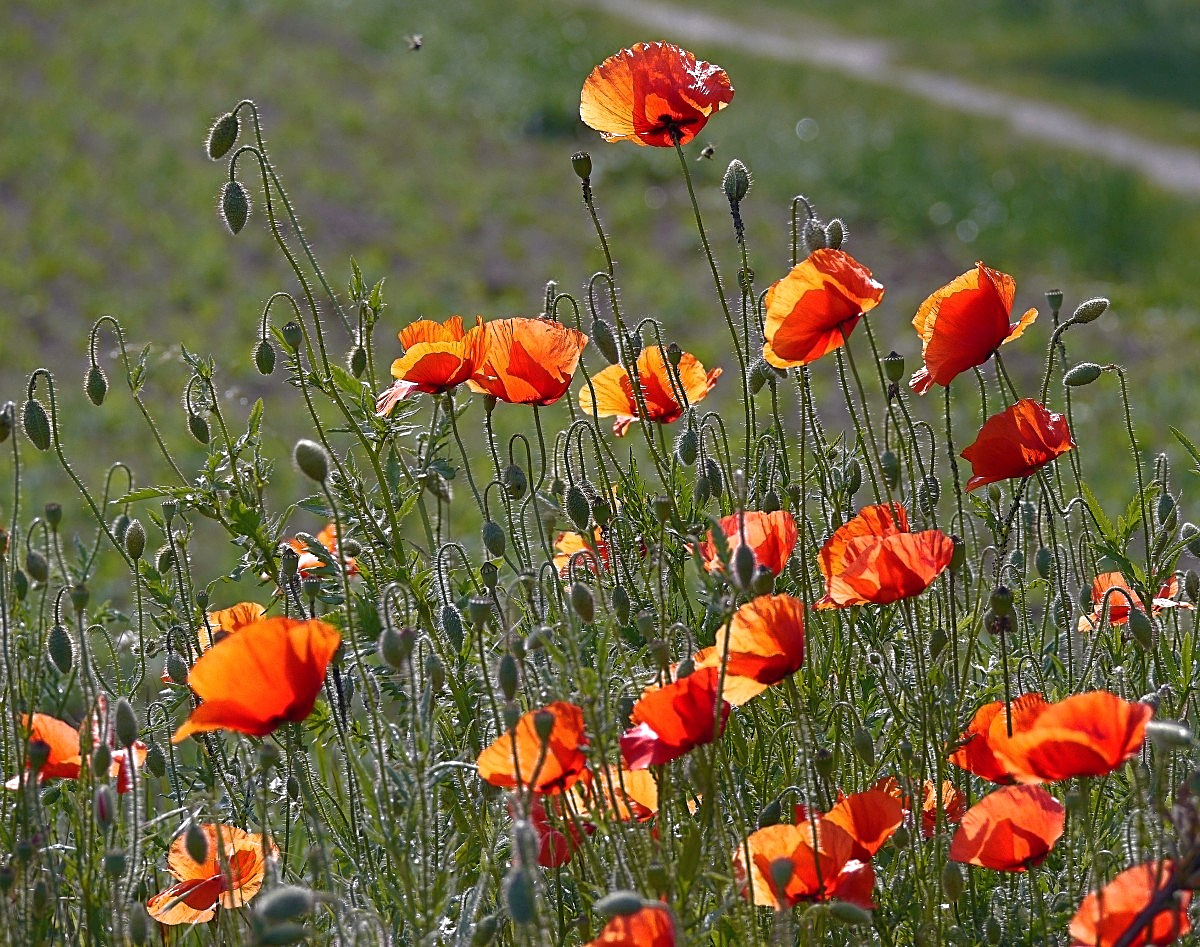 Blüten und Knospen