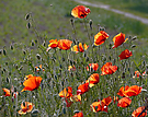 Blüten und Knospen