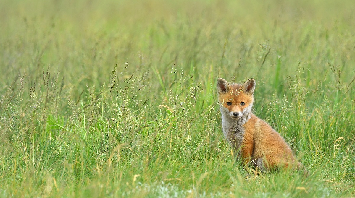 Ein kleines Plüschtier auf der großen Wiese