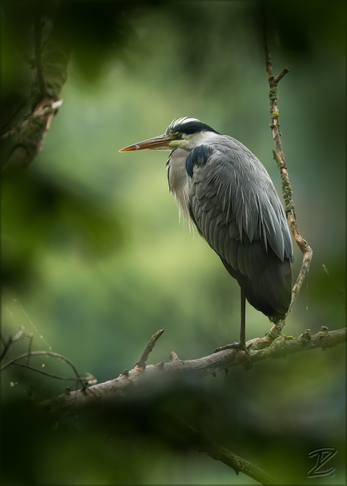 Grauer in Ruhe