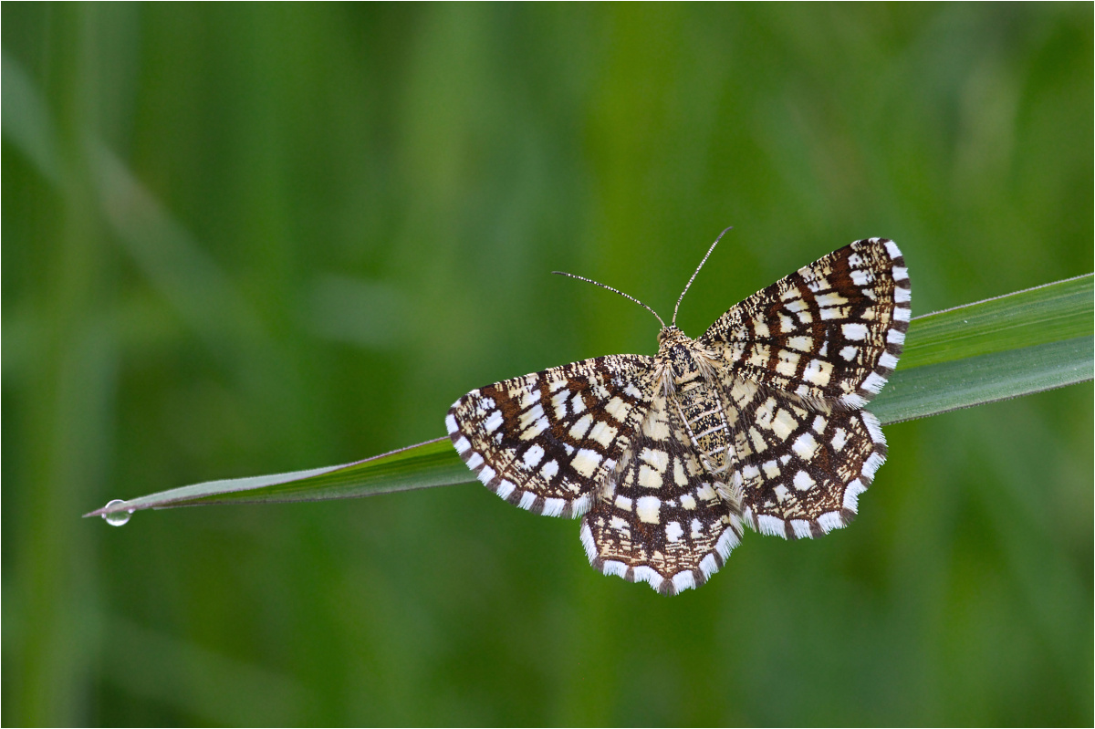 Kleespanner / Gitterspanner [Chiasmia (Semiothisa) clathrata]