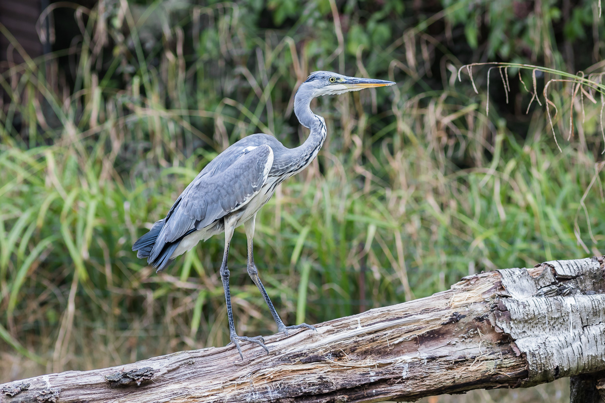 Reiher am Teich (Forum für Naturfotografen)