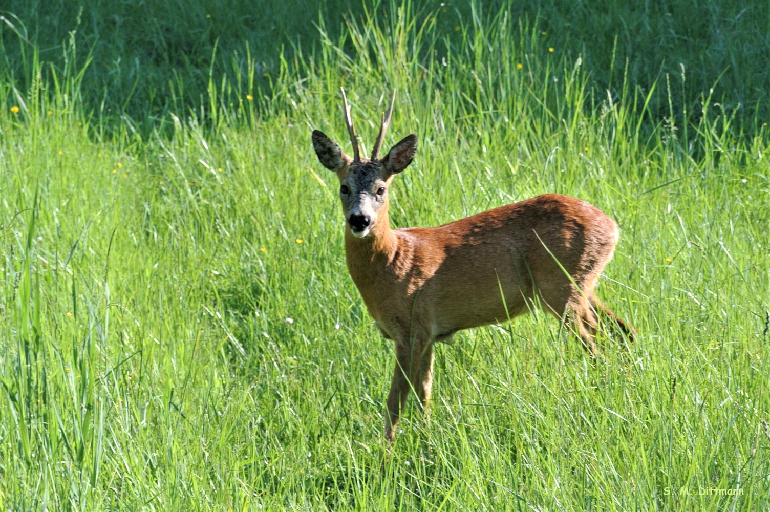 Rehbock im Gras