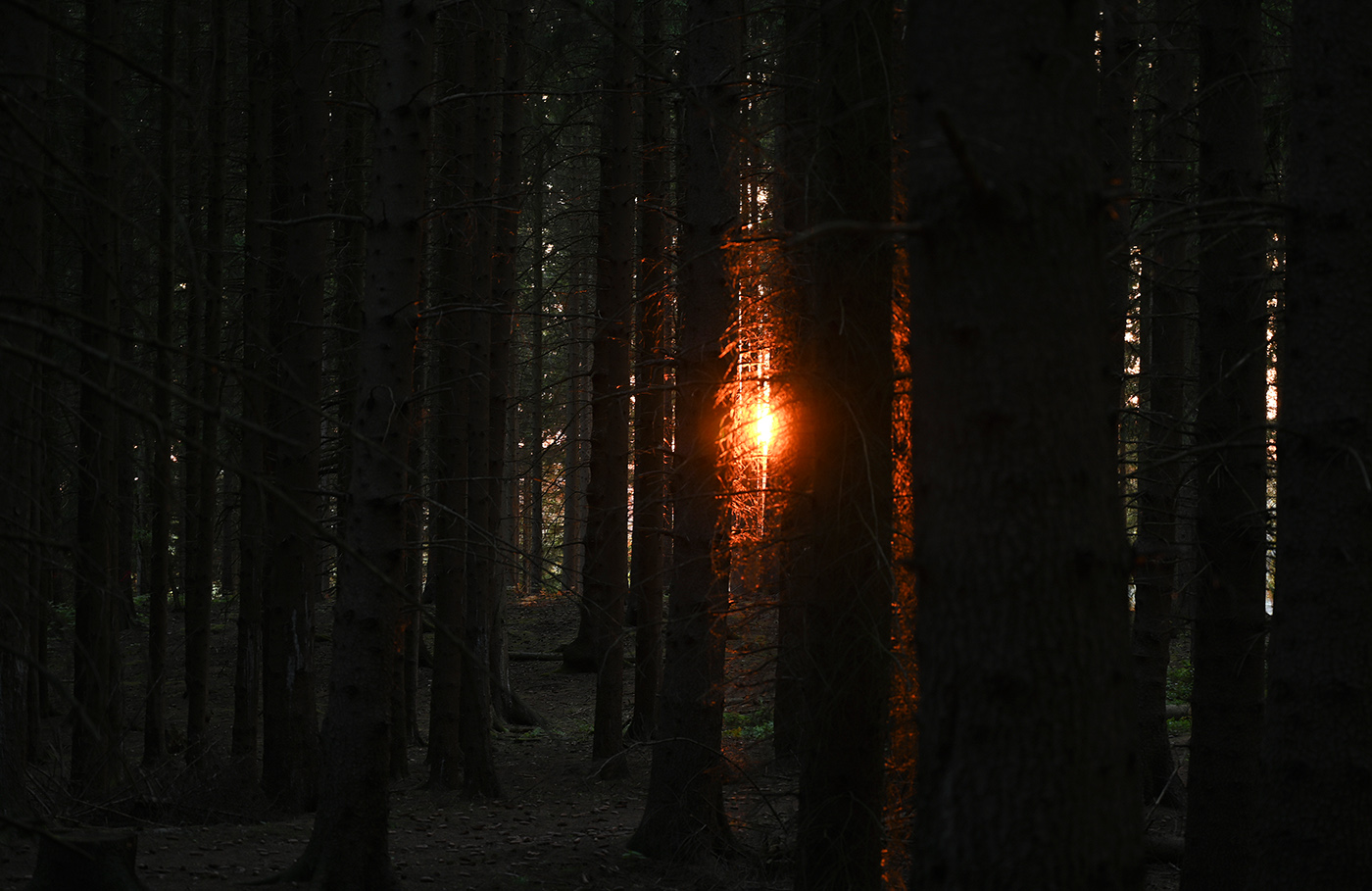 Sonnenuntergang im Fichtenwald