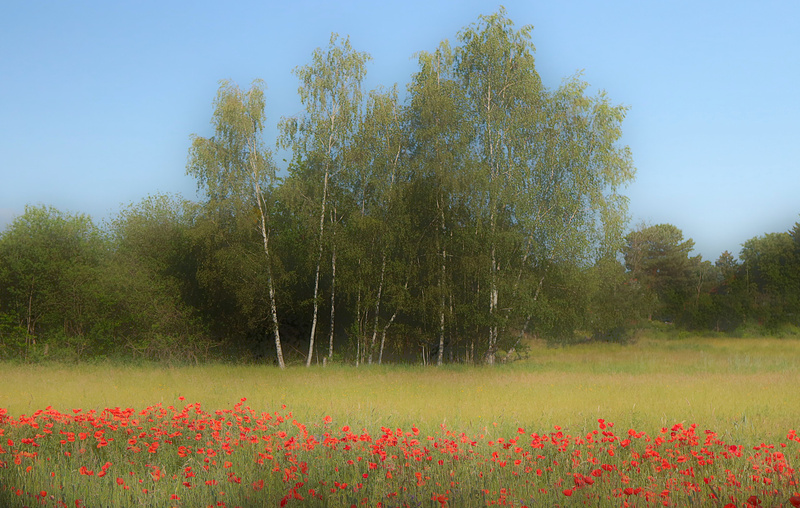 Sommer Idylle