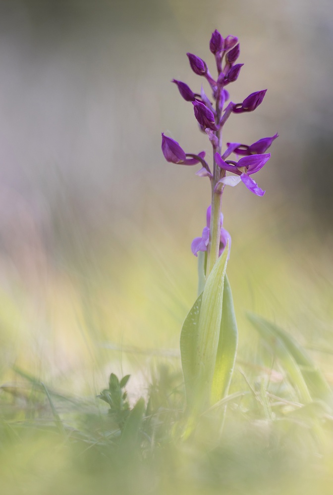 Bei den Orchideen...