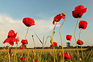 Klatsch-Mohn