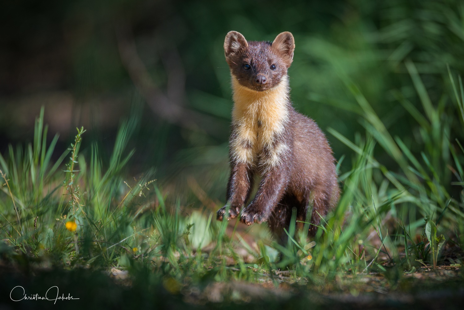 Baummarder