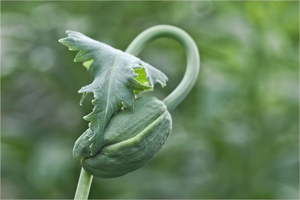 Mohn Poldi