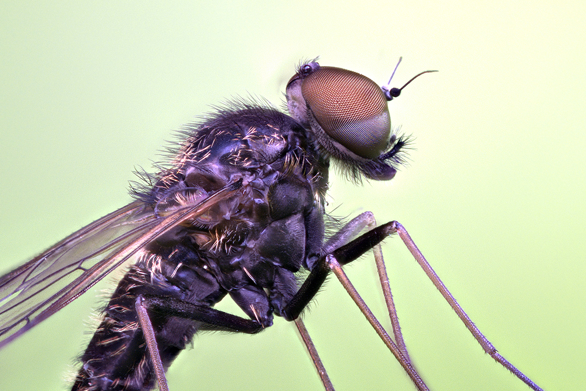 Die Fliege