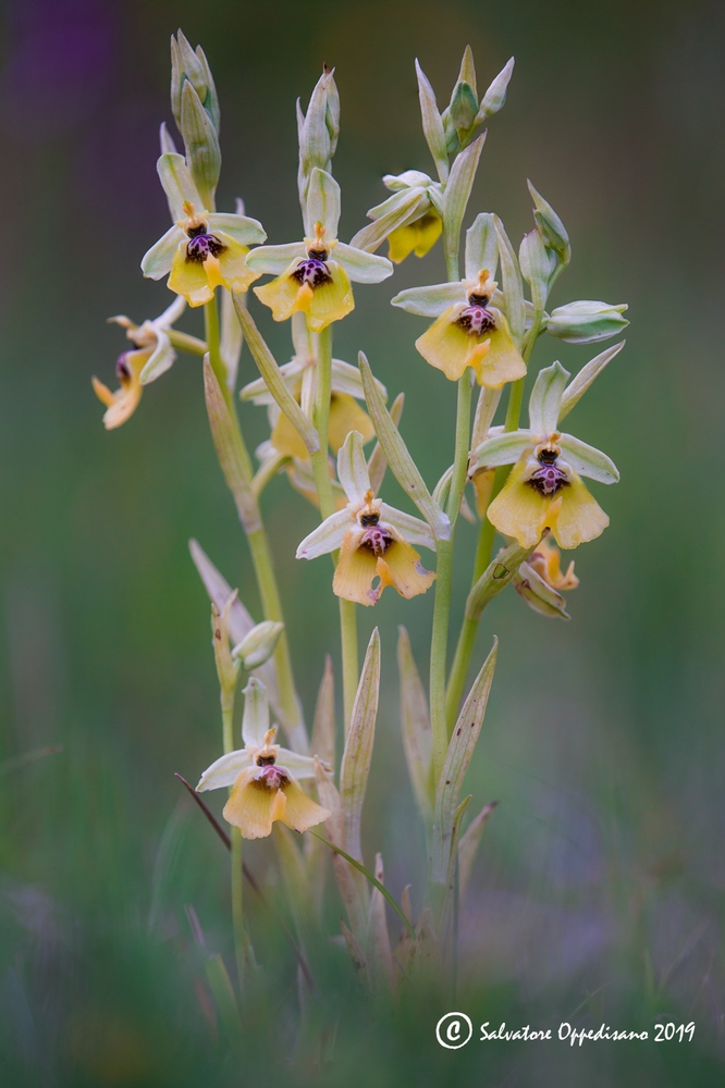 Ophrys lacaitae