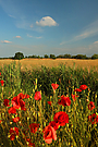 Noch mehr Klatsch-Mohn