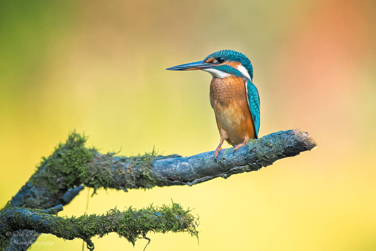 ~Eisvogel~