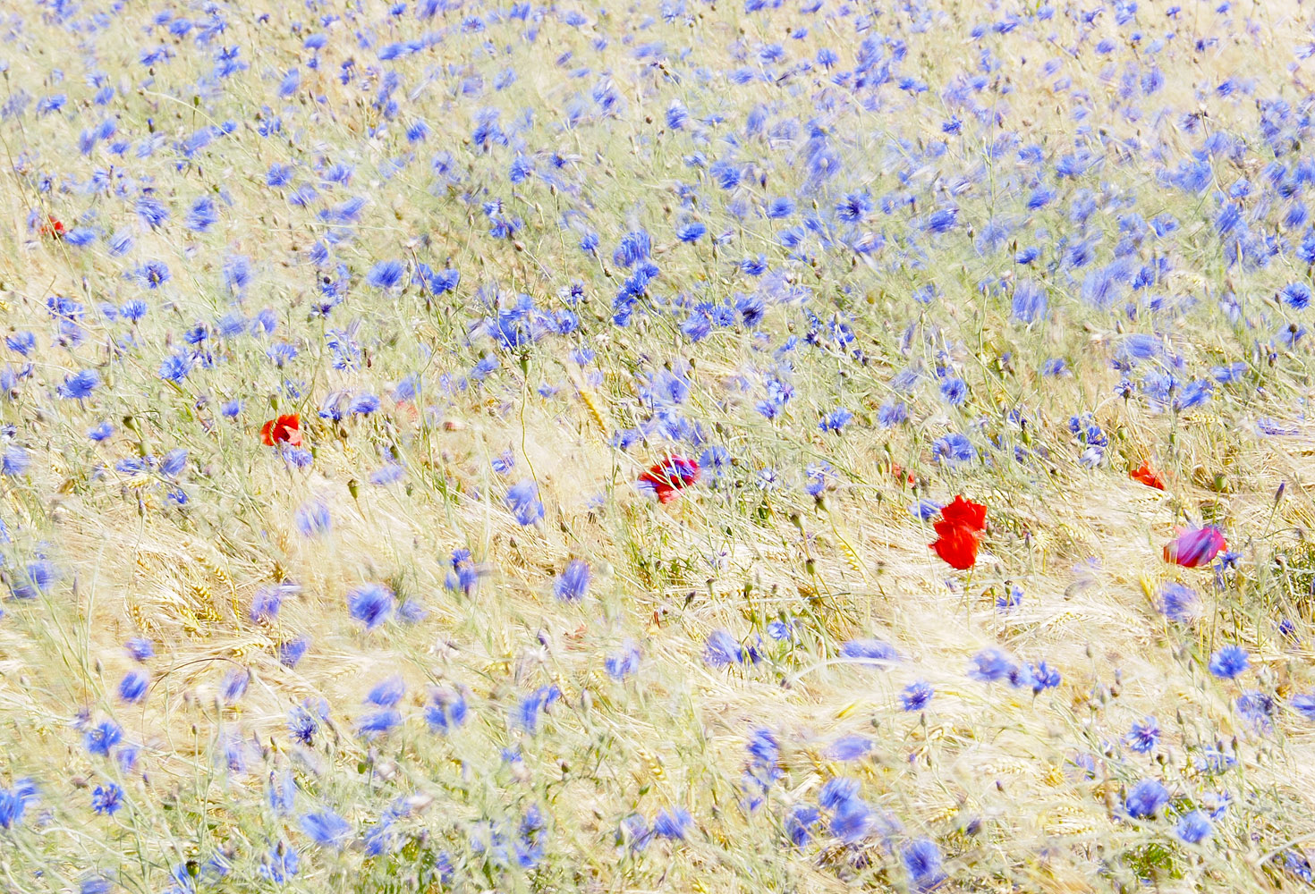 Ein Mohn im Korn(blumen)feld