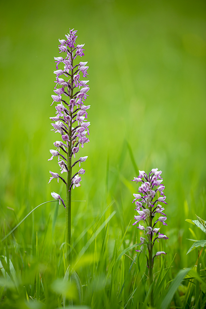 Orchideenzeit