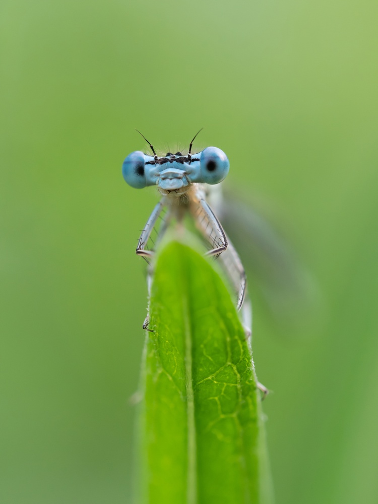 Federlibelle (Platycnemis pennipes)