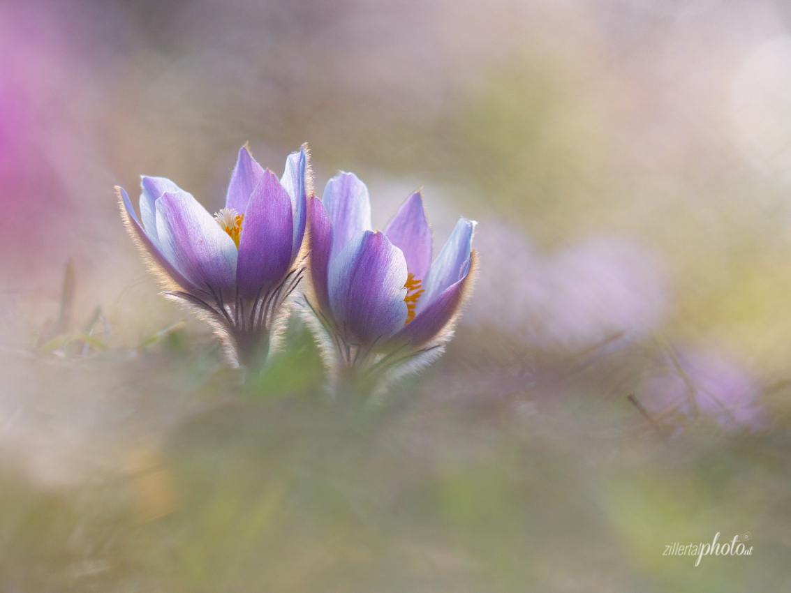 Pulsatilla Vernalis (Frühlingsküchenschelle)