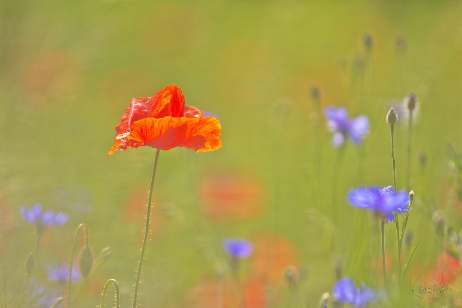 Sommerblumen