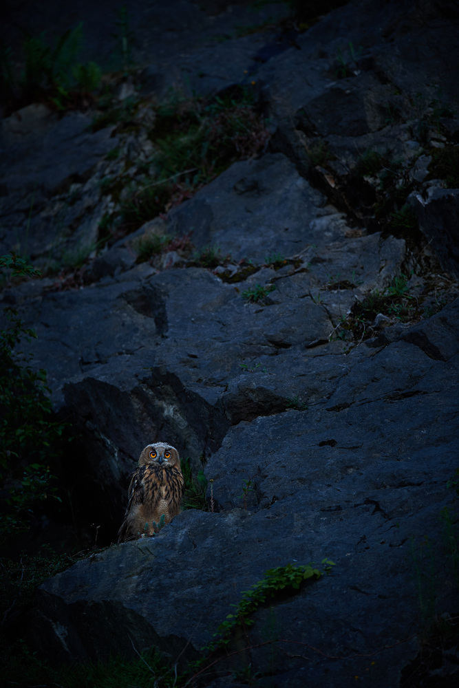 Im Habitat