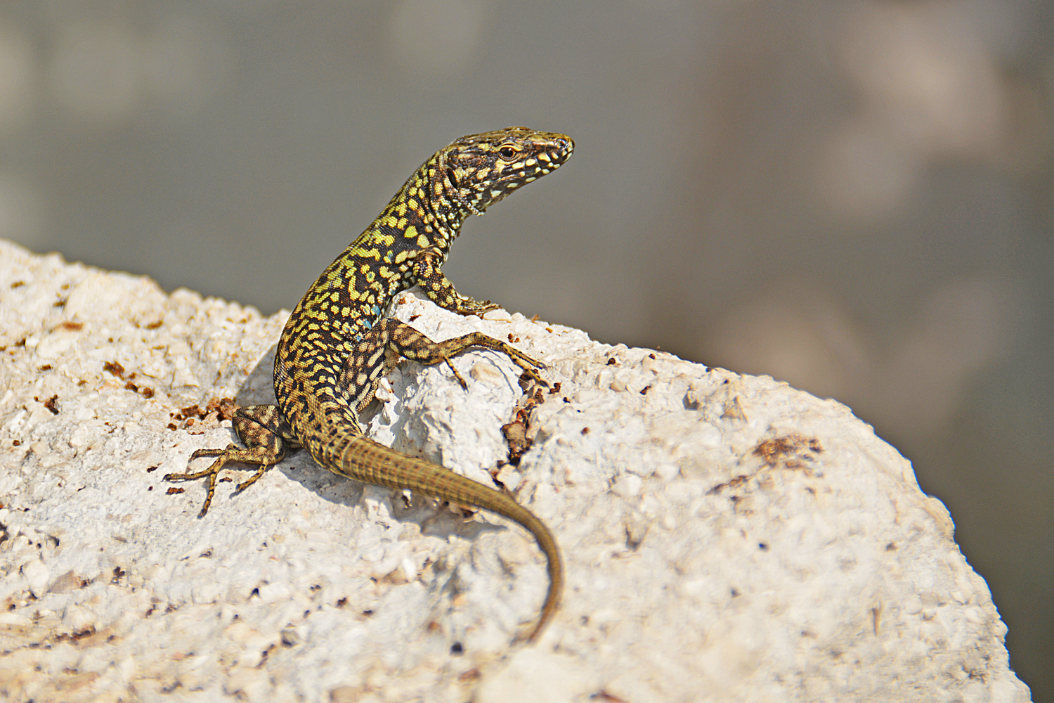 Mauereidechse (Podarcis muralis)