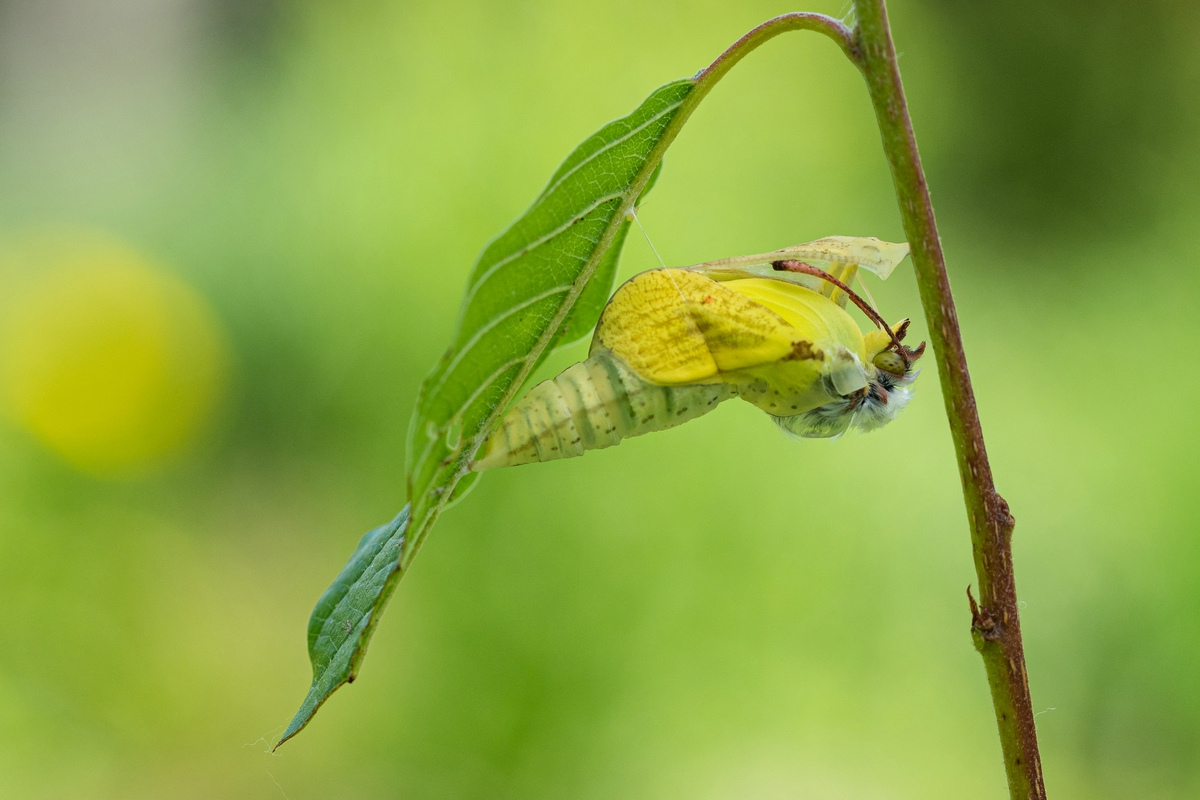 Geburt im Garten