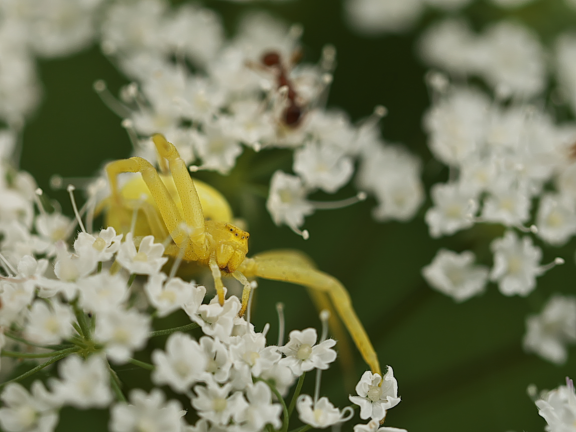 Veränderliche Krabbenspinne