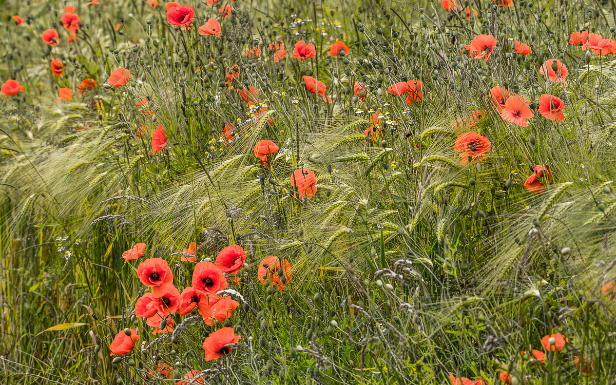 bunte Wiese