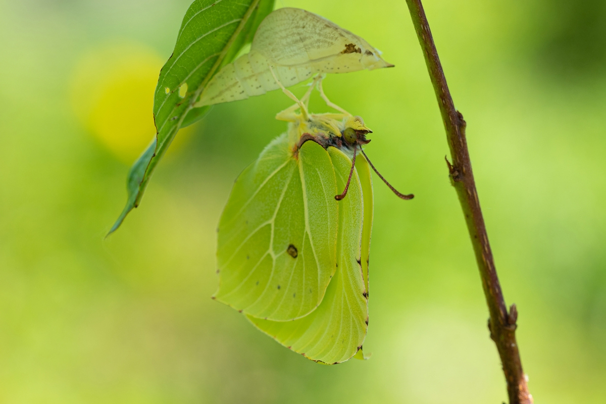 Geburt im Garten 2 (Forum für Naturfotografen)