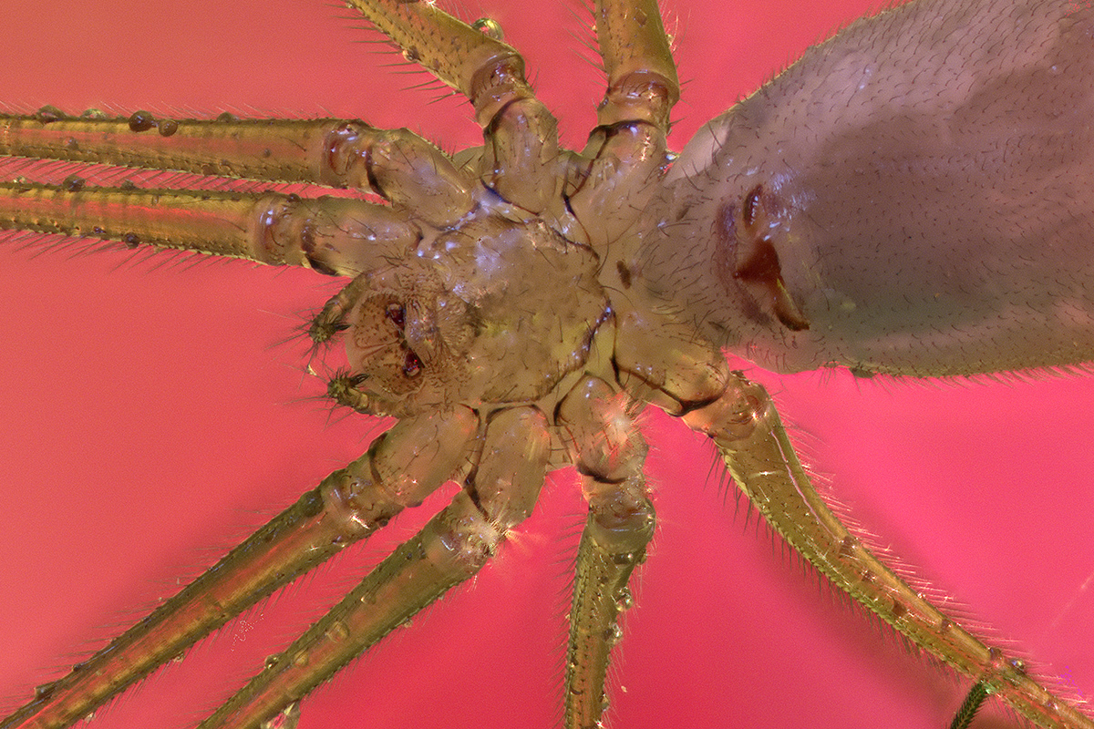 Die Zitterspinne