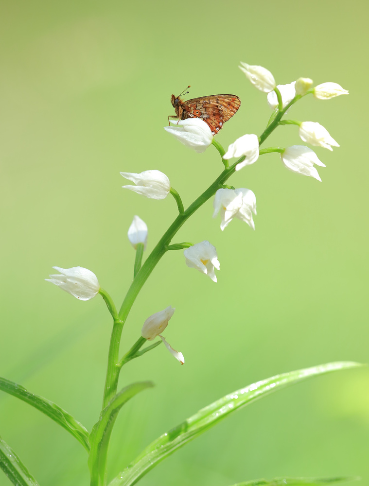 Silberfleck Perlmuttfalter