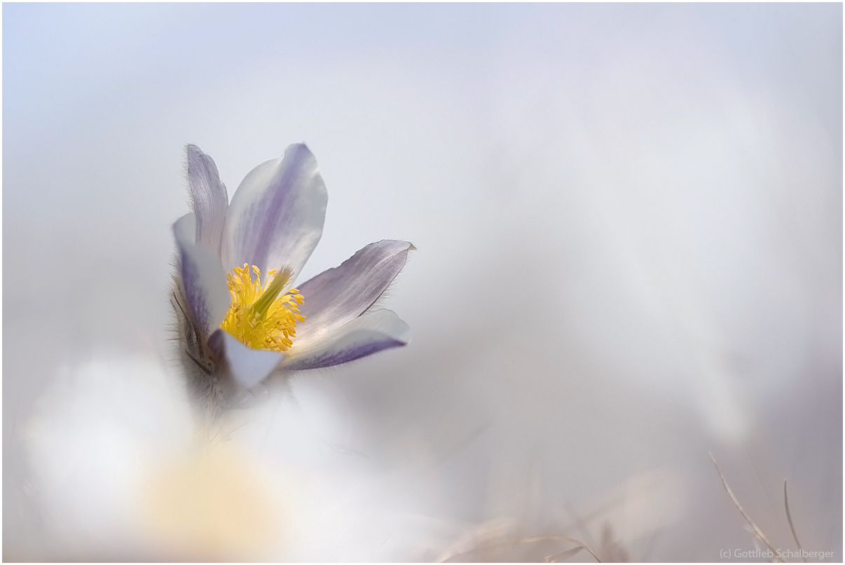 Pulsatilla alpina