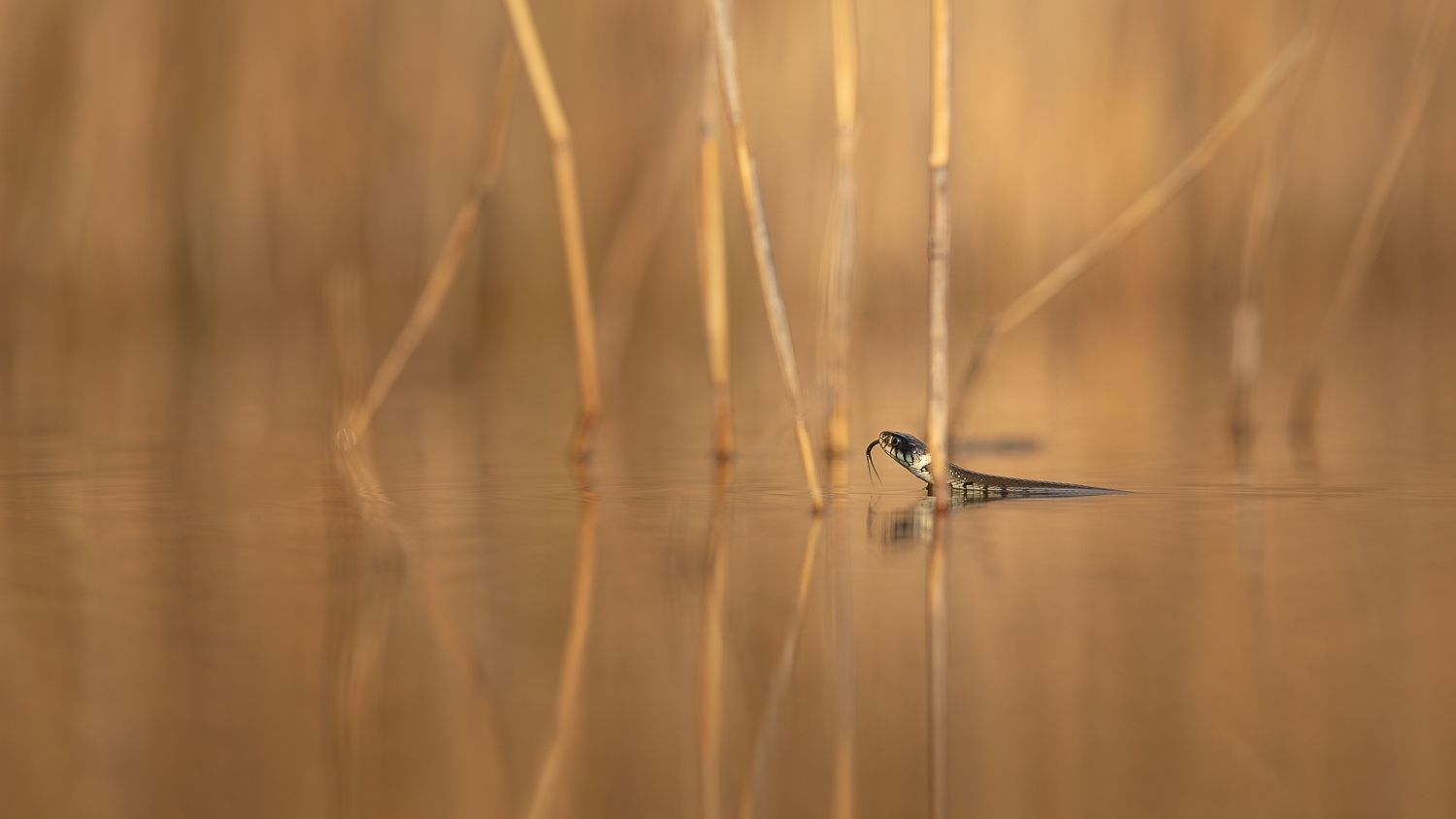 Ringelnatter in der Abendsonne