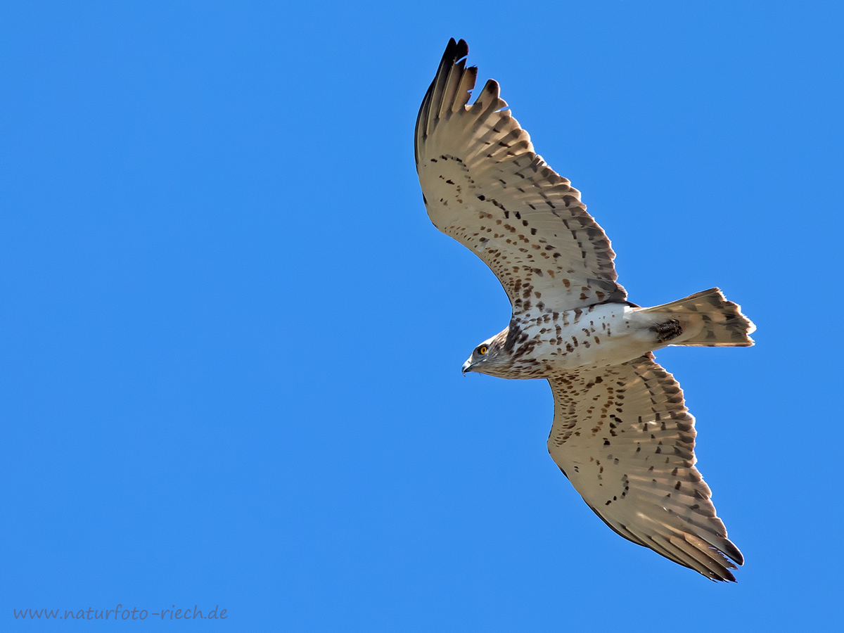 Schlangenadler